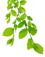 Fresh linden .Linden branches with leaves. isolated. Healthy and natural tea. Young leaves of the linden tree.