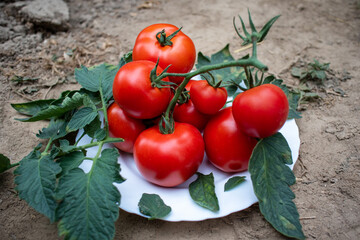 pomidor Solanum lycopersicum. hodowla. rolnictwo, kuchnia - obrazy, fototapety, plakaty