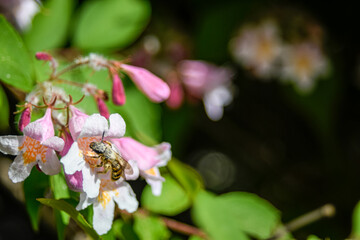 bee on flower