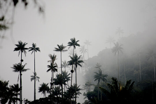 Contraluz palmas Valle del C&oacute;cora, Quind&iacute;o, Colombia
