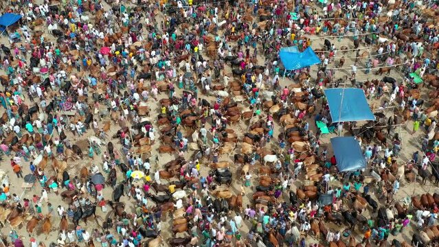 Cow market in Bangladesh. Eid ul Adha. Festival of sacrifice.