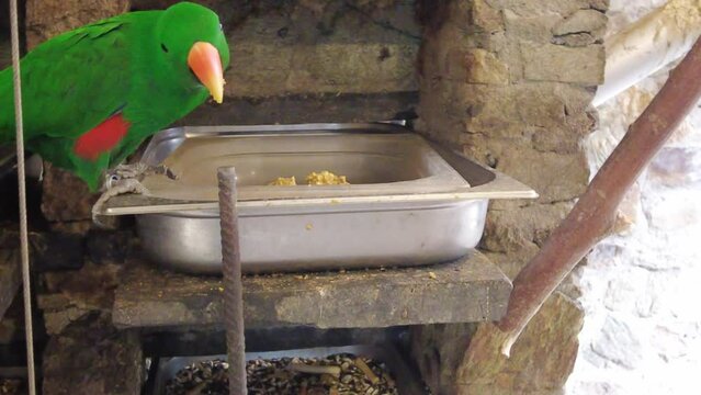 eclectus parrot eating something. Tropical birds video