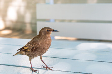 The starling stands thoughtfully on the table