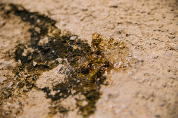 Wasps drink water from a puddle. Wasps fly over the water. Bright sunny day. A swarm of wasps circling over the water.