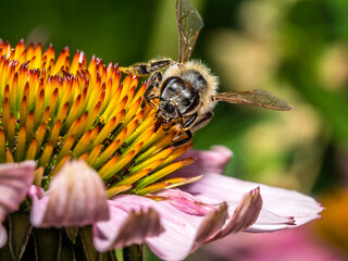 Bee 178