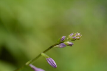 Host flowers. Shade queen, purple Japanese flowers, hosta closeup, perennial in the garden, hosta buds on a green background, hosta flowers, beautiful purple flowers on a green background