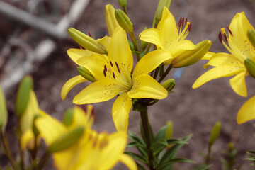 Fototapeta na wymiar Flower yellow lily on natural green-yellow background close-up outdoors. Beauty garden lily with yellow petals garden photography.