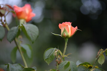 flowers rose buds, rose flower, yellow rose, orange rose, background, garden, rose background, roses close-up on a green background