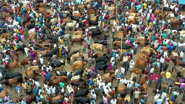 Cow market in Bangladesh. Eid ul Adha. Festival of sacrifice.
