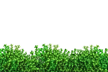Obraz premium Ornamental green plant in the form of a hedge.Realistic garden shrub, seasonal bush, boxwood, tree crown bush foliage.For decorate of a park, a garden or a green fence. 