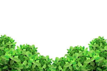 Obraz premium Ornamental green plant in the form of a hedge.Realistic garden shrub, seasonal bush, boxwood, tree crown bush foliage.For decorate of a park, a garden or a green fence. 