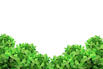 Obraz premium Ornamental green plant in the form of a hedge.Realistic garden shrub, seasonal bush, boxwood, tree crown bush foliage.For decorate of a park, a garden or a green fence. 