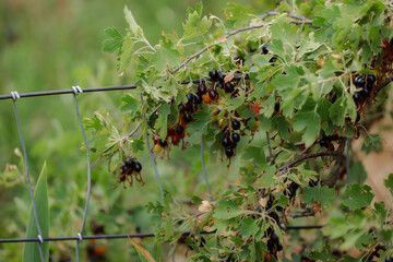 Ripe black currant berries on a bush in the garden. Ready-to-pick oblong blackcurrant berries.