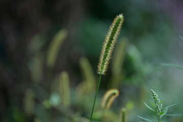 green juicy spring meadow, in spring, lawn grass, cereals, spikelet, spikelets, green herbs, in the style of minimalism beautiful bokeh, photo out of focus, abstract green drawing