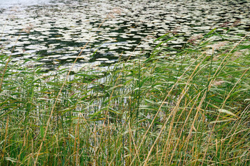 Reeds by Nordre Huetjernet Lake up in the Totenåsen Hills, Norway.