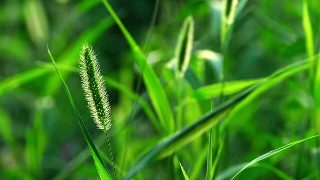 Spica Bilder Durchsuchen 12,799 Archivfotos, und