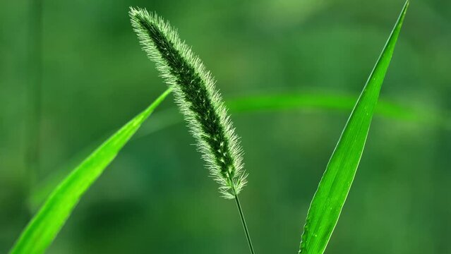 Nature background. Wild green grass with spikelets smoothly swinging in wind. Wild spica swinging in the wind. Summer wild plants on field. close-up selective focus