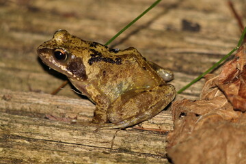 A closeup image of a frog in a garden. This frog has made the garden his habitat and comes out when the sun has gone in and it is cool, especially during the recent heatwave.