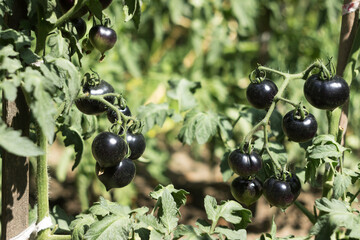 Ripe black tomatoes hang on a branch of a tomato plant. Growing vegetables