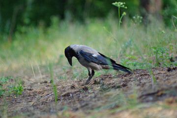 A proud crow in the process of searching for food