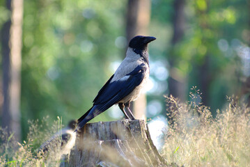 Proud hooded crow poses beautifully