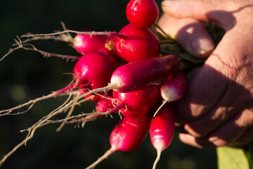 A male farmer holds a bunch of ripe radishes in his hands, growing vegetables in the garden