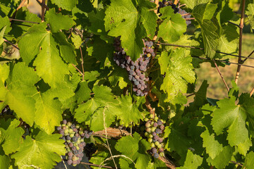 Bunch of red grapes in a vineyard on a sunny day.Summer season.