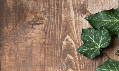 Obraz na płótnie Canvas wood slice podium and dark green leaves background for cosmetic product mockup