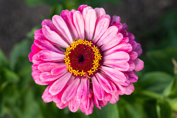 Obraz premium top view of pink flower