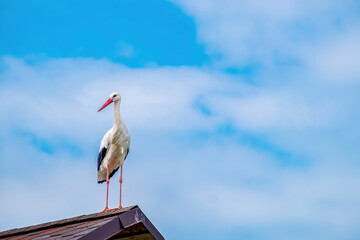 Stork on the roof. A large white bird in full growth looks into the camera. Life in the wild