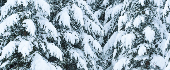 Large pine trees covered in snow web banner background