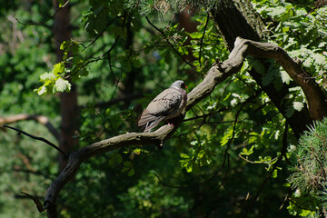 A common wood pigeon sits on a branch after bathing.