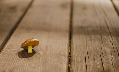 one oiler mushroom on wooden background, the concept of mushroom picking, autumn mood, close-up