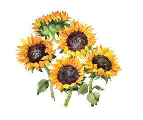 Sunflowers bouquet. Watercolor botanical illustration foe season posters, cards, invitation