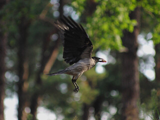 The hooded crow stole the bagel and was caught on camera