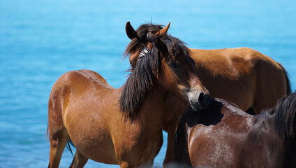 Close-up of brown horses on the sea on a sunny day