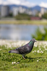 pigeon in grass