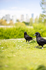 A pair of crows