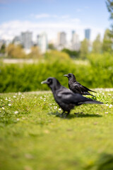 Two crows