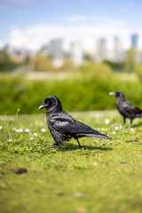 Two crows in field