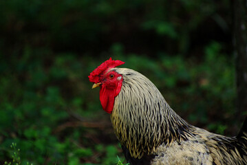 A beautiful alpha male rooster