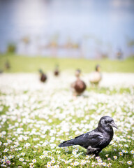 Crow with ducks
