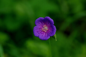 Violet flower