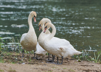 Swans live on the banks of the river