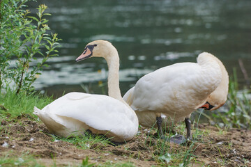 Swans live on the banks of the river