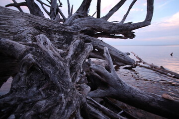 Close up of driftwood logs on the beach at Lake Superior in Upper Peninsula Michigan