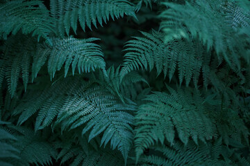 Fototapeta na wymiar Green natural bright background for your projects with lots of fern leaves