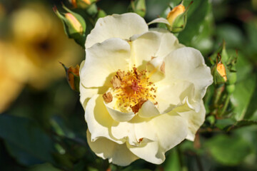 Obraz premium Jean Stephenne rose flower head in the Guldenmondplantsoen Rosarium in Boskoop