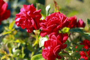 Fototapeta premium Jugendliebe rose flower head in the Guldenmondplantsoen Rosarium in Boskoop
