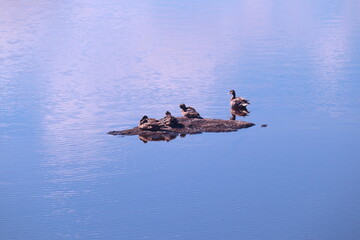 Mallard ducks resting on a small island in the lake
